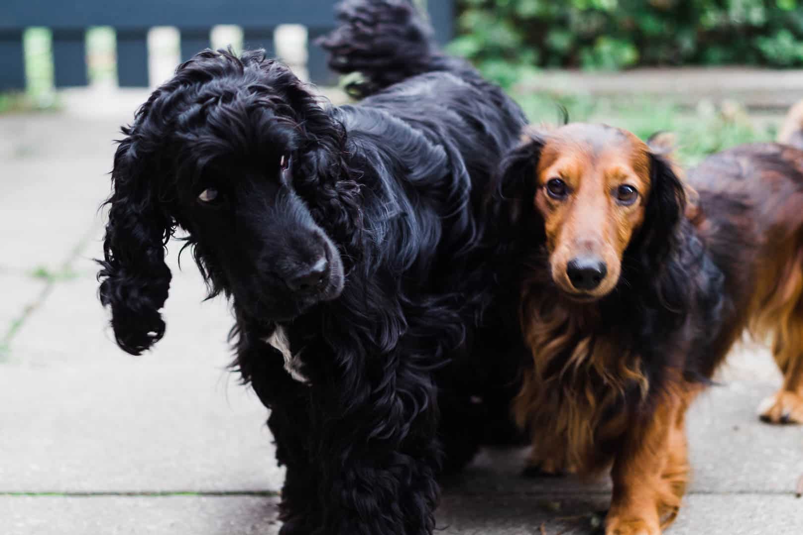 gravhund og engelsk cocker spaniel